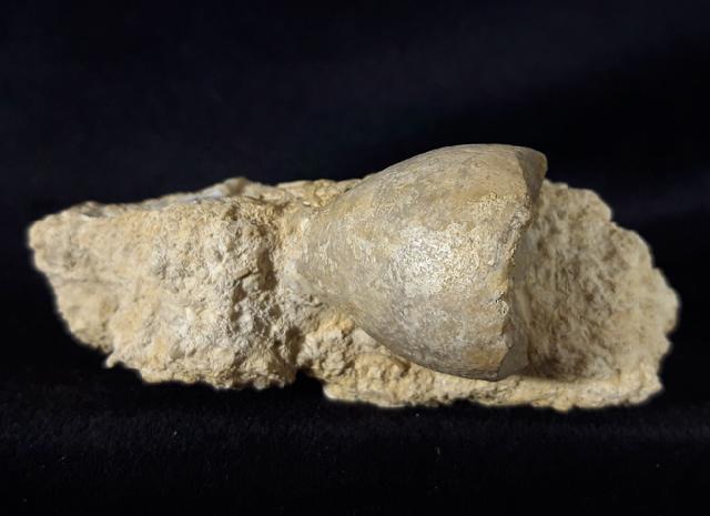 Apiocrinus parkinsoni (SCHLOTHEIM 1820) - Bild &copy; FossNet FossilienStore